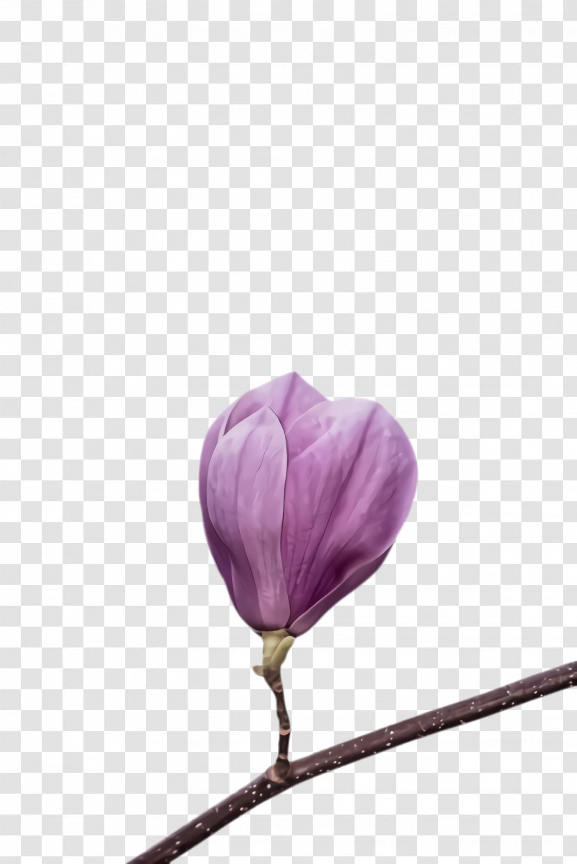 Flower Petal Purple Plant Bud - Magnolia Tulip Transparent PNG