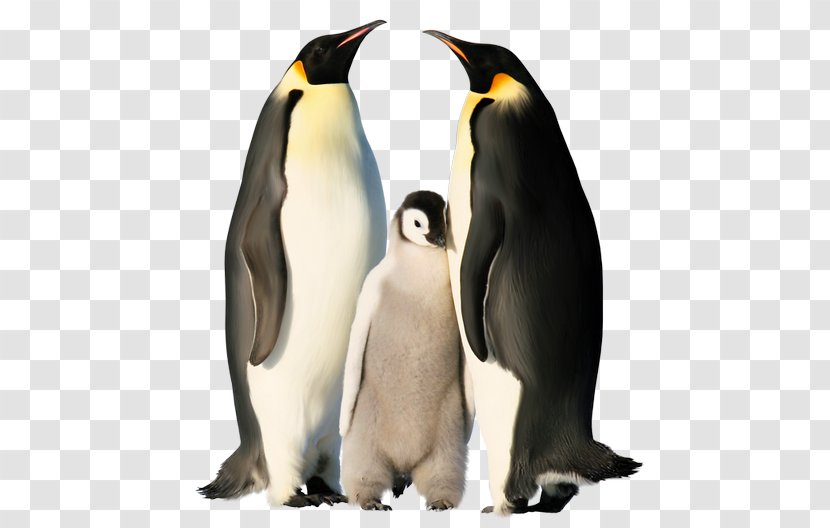 The Emperor Penguin Antarctica - Animal Transparent PNG