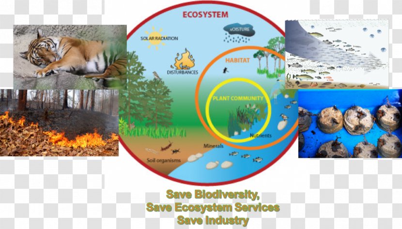 Marine Ecosystem Diagram Food Chain Ecology - Natural Environment Transparent PNG