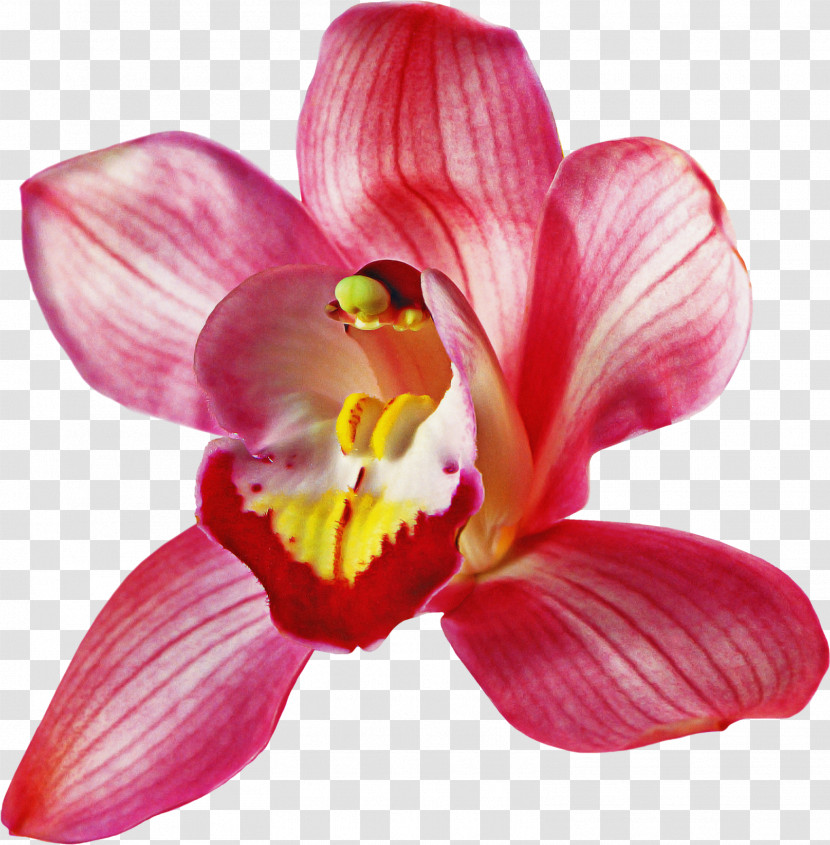Flower Petal Pink Plant Moth Orchid Transparent PNG