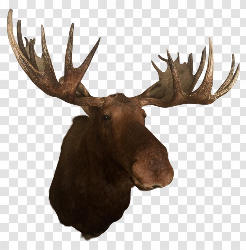 Deer Elk Alaska Moose Antler Trophy Hunting - Chairish Transparent PNG