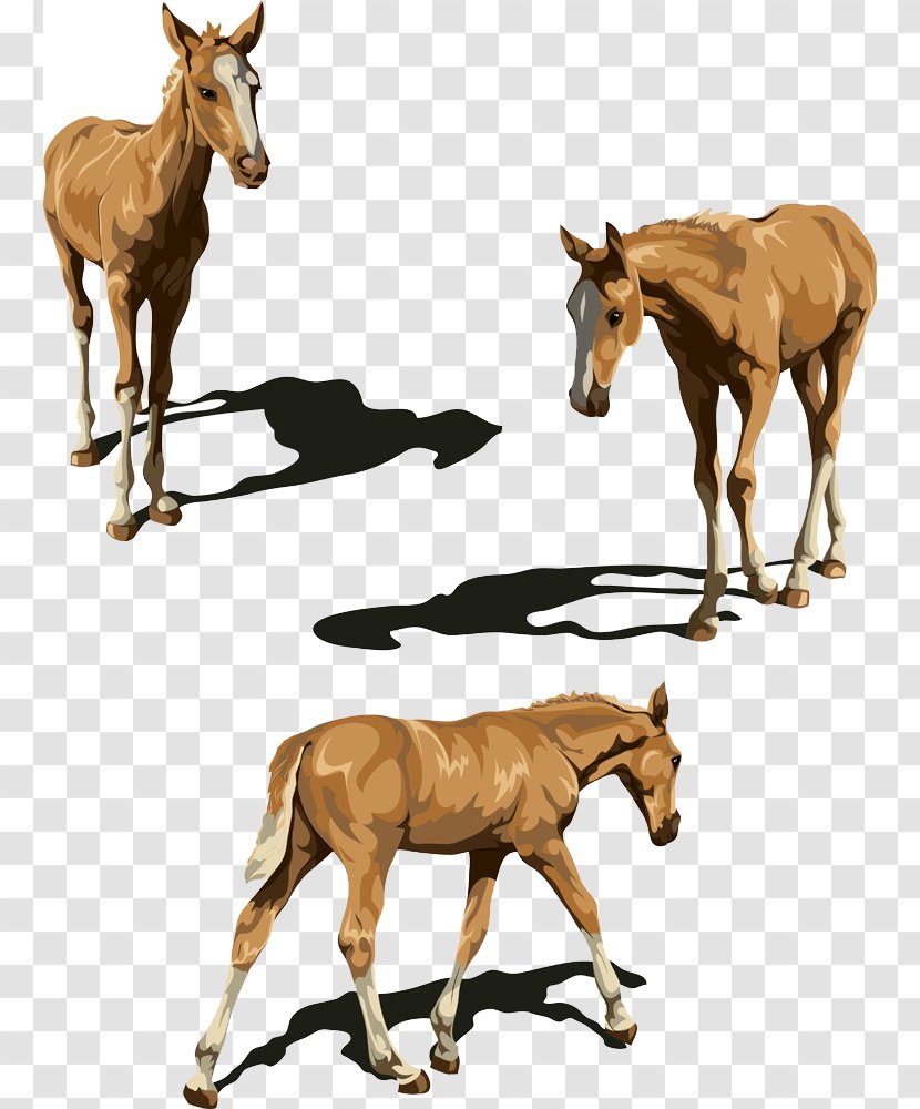 Tennessee Walking Horse Foal Illustration - Stock Photography Transparent PNG