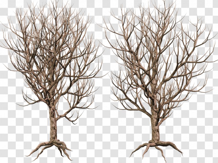 Tree Woody Plant Twig Branch - Deviantart - Share Transparent PNG