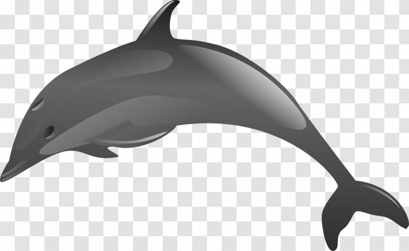 Spinner Dolphin Clip Art - Wildlife - Jumping Dolphins Transparent PNG