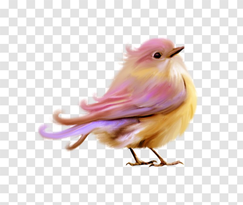Robin Bird - European - Canary Transparent PNG