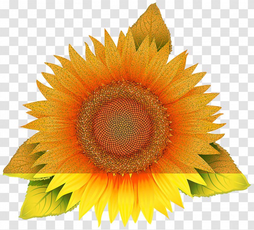 Sunflower - Petal - Asterales Vegetarian Food Transparent PNG