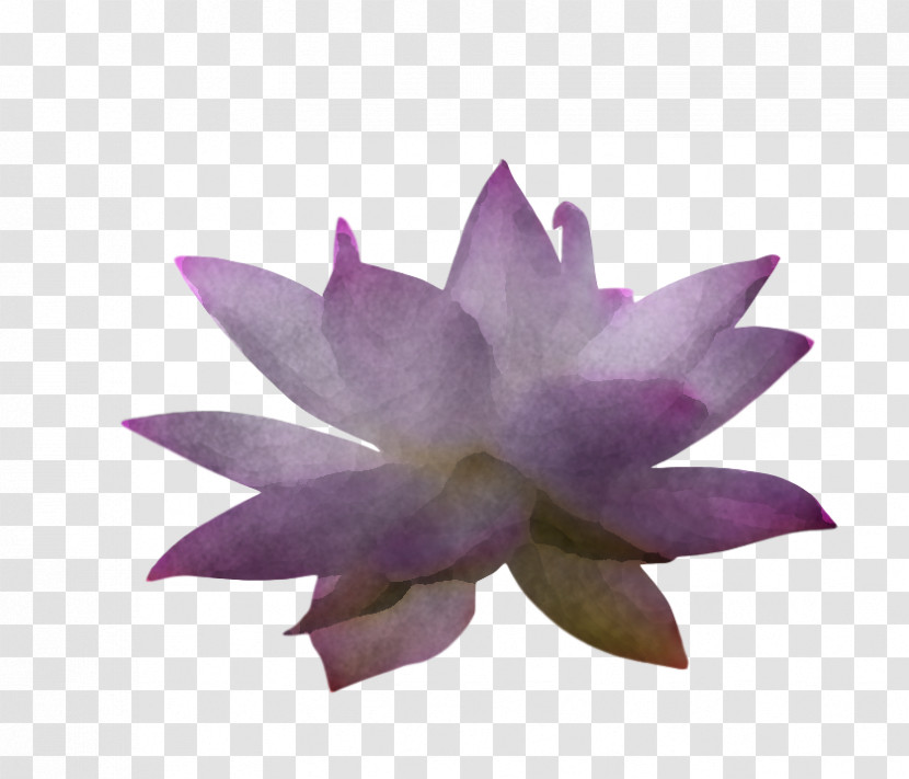 Sacred Lotus Proteales Aquatic Plant Flower Petal Transparent PNG