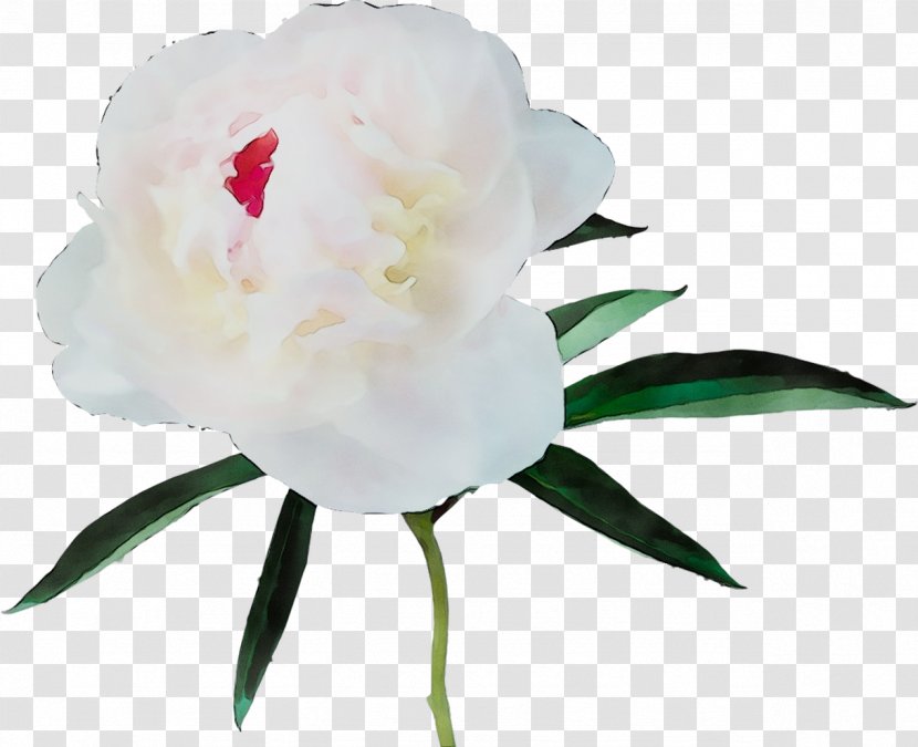 Camellia Peony Herbaceous Plant Stem Cut Flowers - Chinese Transparent PNG