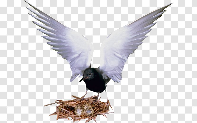 Bird Image Eurasian Magpie Egg - Flying key Transparent PNG