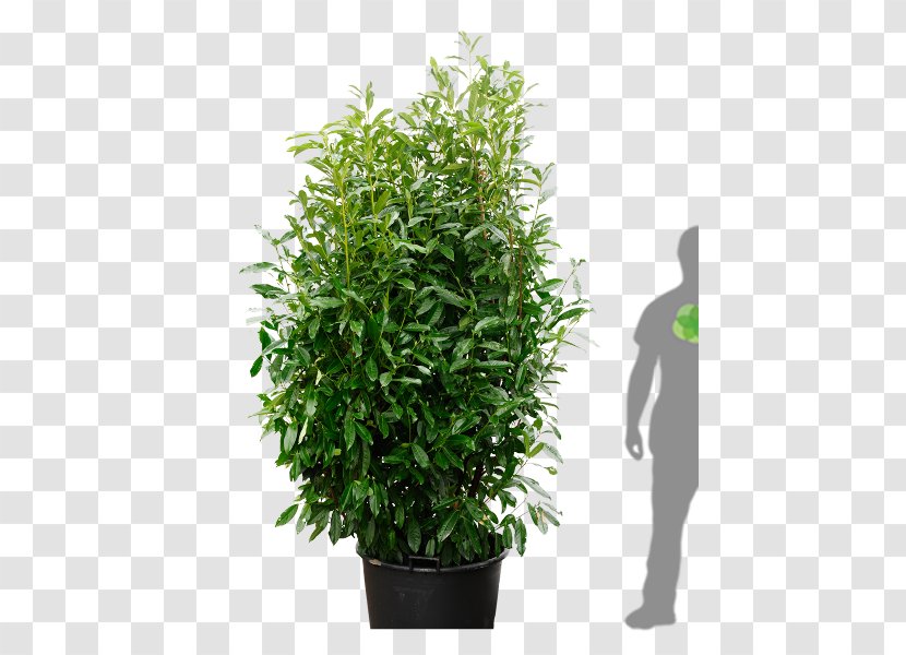 Cherry Laurel Tree Portuguese Bay Shrub - Evergreen Transparent PNG