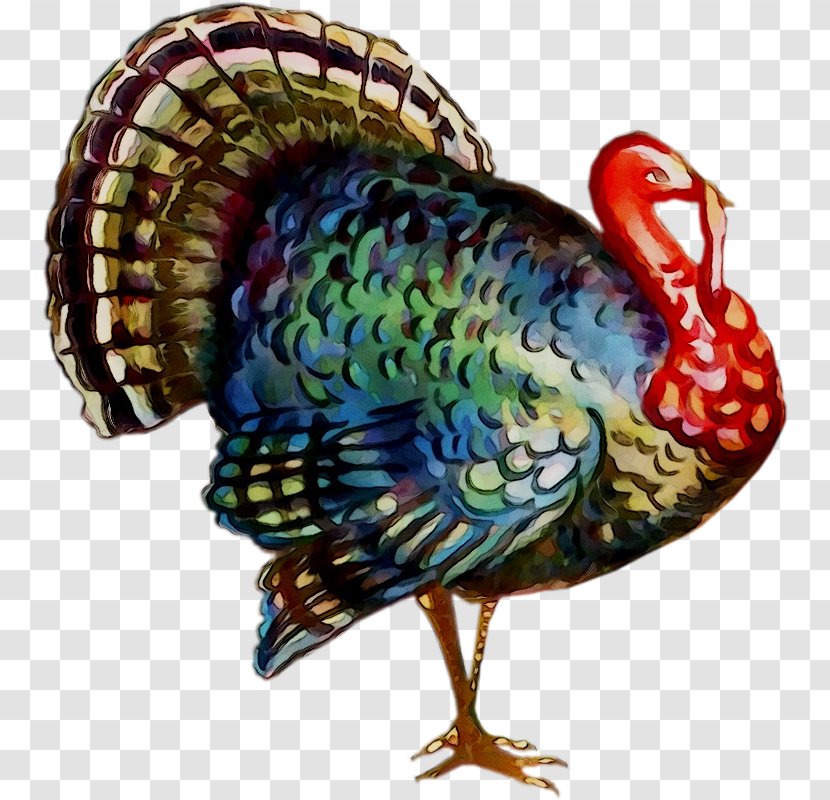 Thanksgiving Turkey Image Greeting Stock Photography - Pilgrim - Beak Transparent PNG