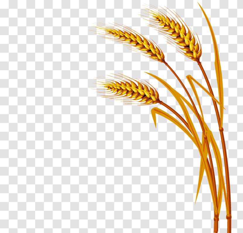 Wheat - Food Grain - Commodity Transparent PNG