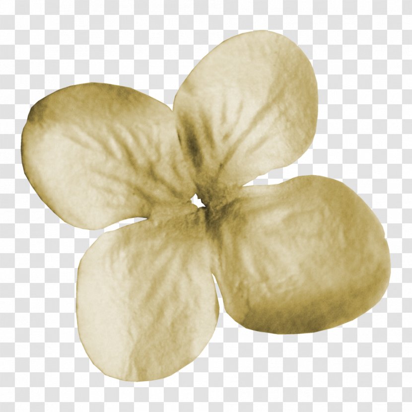 White Clover Four-leaf - Petal - White,Clover Transparent PNG