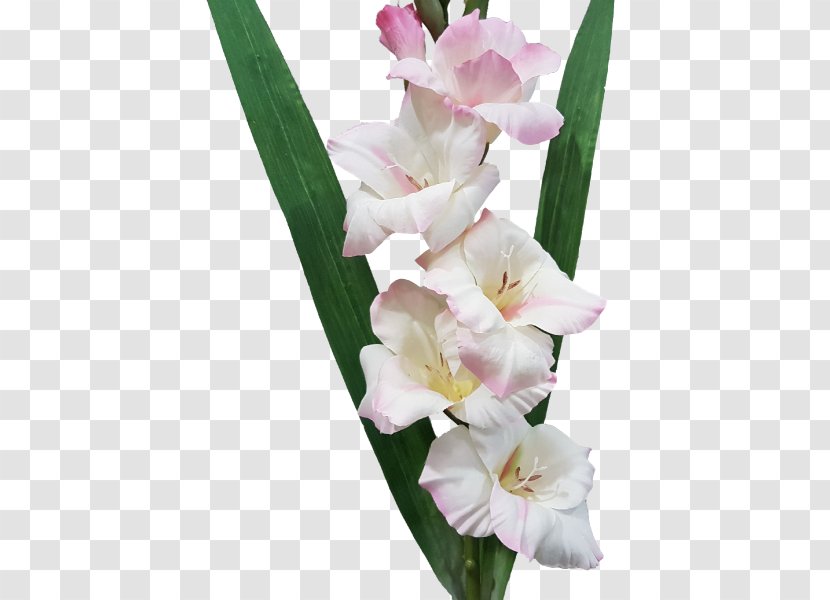 Gladiolus Cut Flowers Iridaceae Plant Transparent PNG