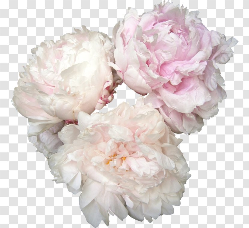 Peony Flower Rose - Garden Roses Transparent PNG