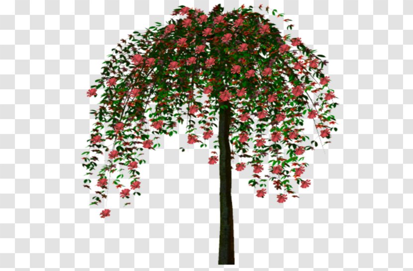 Tree Woody Plant Animation - Flowering Transparent PNG