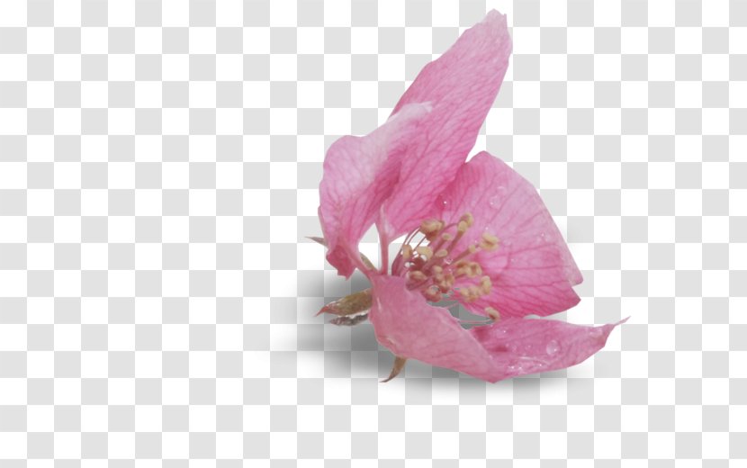 Pink M RTV Herbaceous Plant - Flower - Petal Transparent PNG
