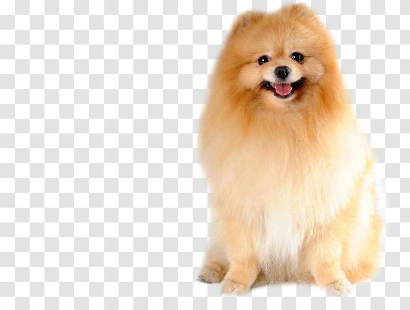 Pomeranian - German Spitz Mittel - Pet Sitting Transparent PNG