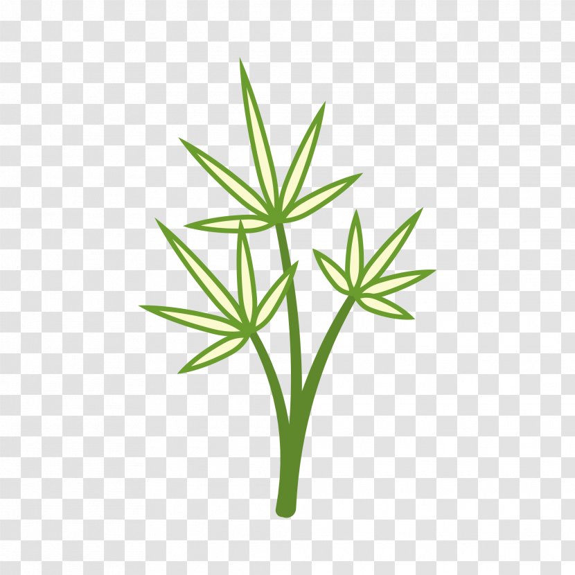 Leaf Plants Green Image - Plant Taxonomy - Aed Transparent PNG