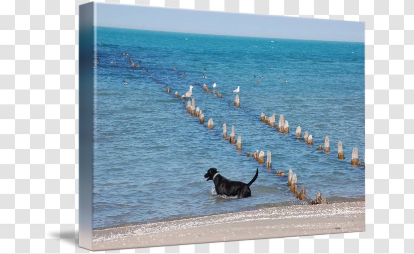 Dog Vacation Bird Leisure Picture Frames - Wave Transparent PNG