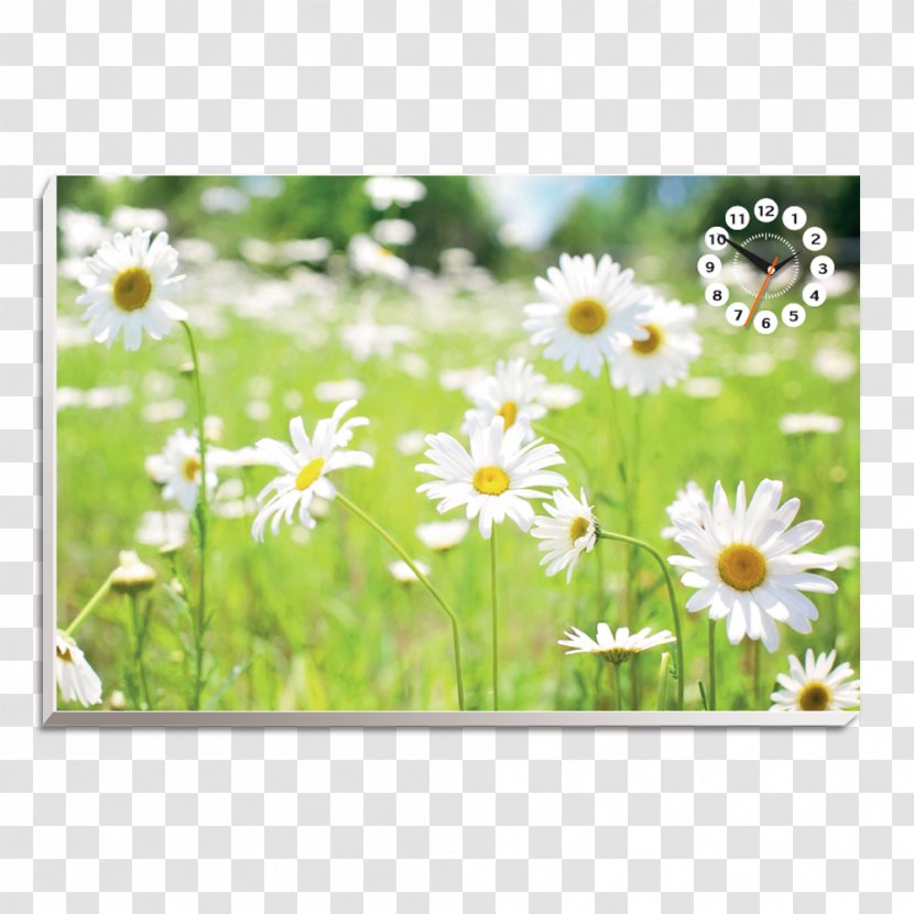 Desktop Wallpaper Flower Common Daisy Green - Time - Stroke Line Transparent PNG