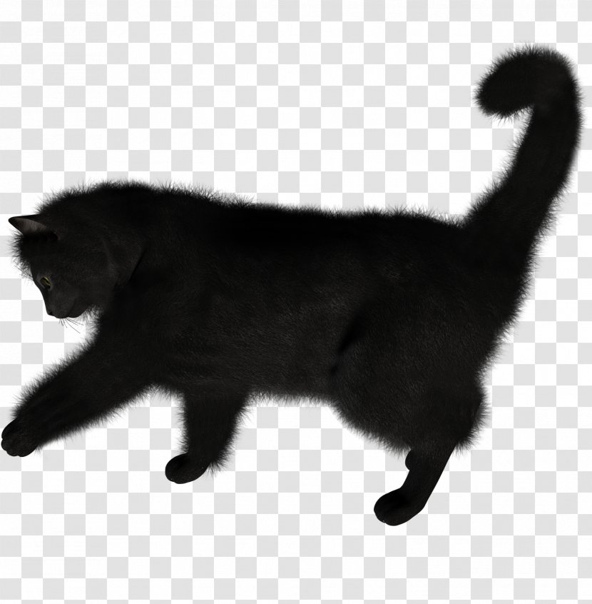 Black Cat - Carnivoran - Image Transparent PNG