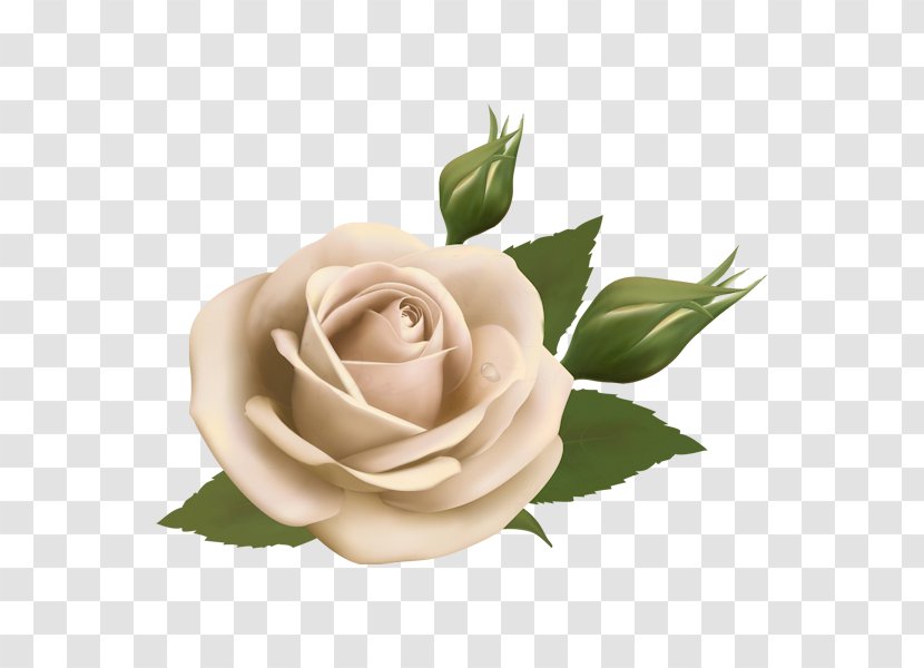 Flower Floral Design Rose Vector Graphics - Rosa Centifolia Transparent PNG
