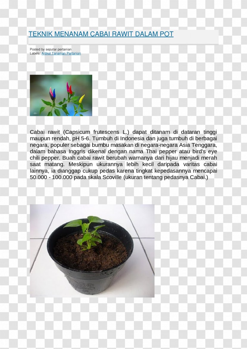 Flowerpot Herb Houseplant - Design Transparent PNG