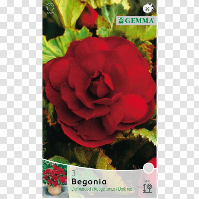 Garden Roses Bulb Begonia Herbaceous Plant - Rose Transparent PNG