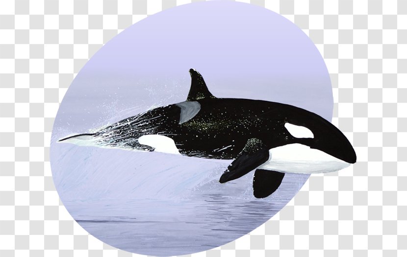 Killer Whale Toothed Porpoise Dolphin - Mammal - Marine Transparent PNG
