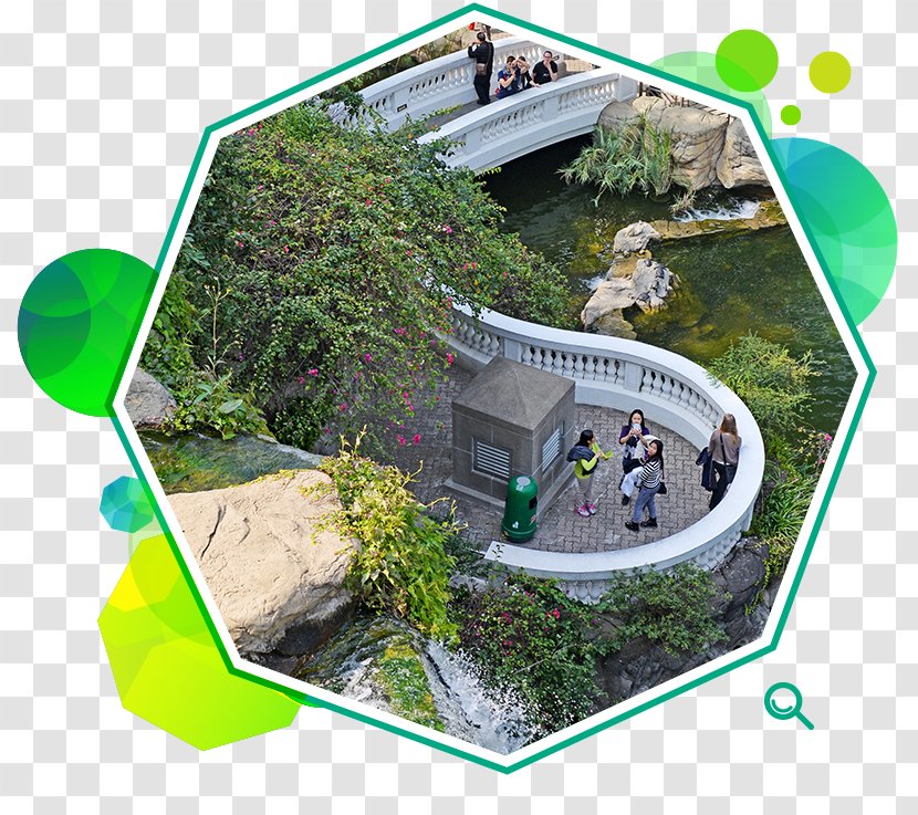 Victoria Park Leisure Hong Kong Games Flower Show Recreation - Plant - Bali Mynah Transparent PNG