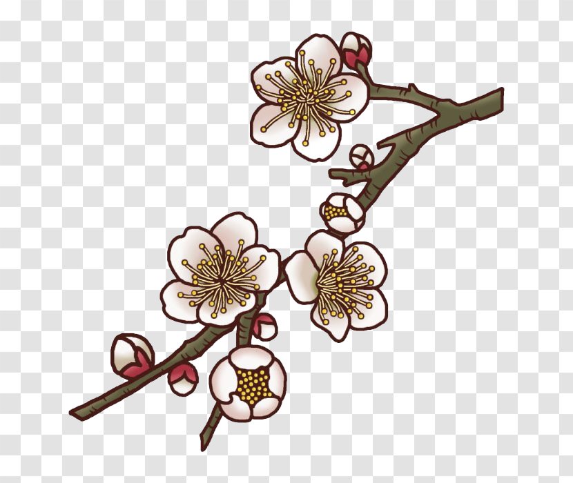Plum Blossom Illustration - Twig - Flower Transparent PNG