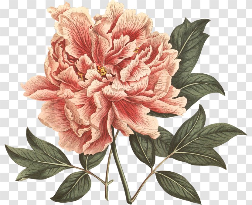 Moutan Peony Botanical Illustration The Botany Of Empire In Long Eighteenth Century: Highlights From Dumbarton Oaks Rare Book Collection - Rose Family Transparent PNG