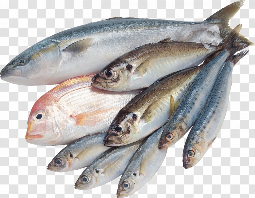 Fishing Saltwater Fish Goldfish - Biggame - Pisces Transparent PNG