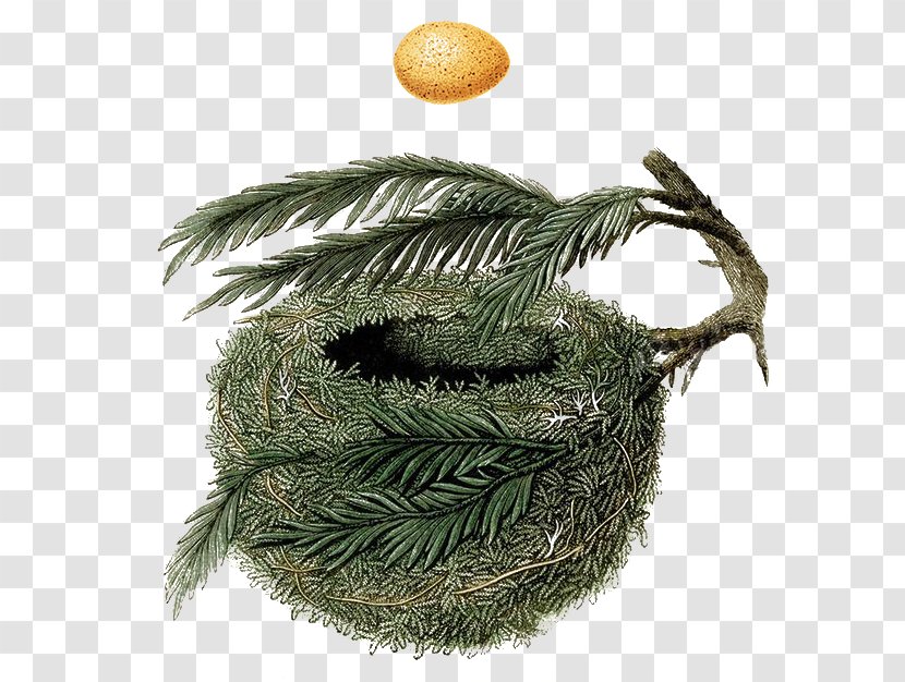 A Natural History Of The Nests And Eggs British Birds Bird Nest Holiday Hideaway - Heart Transparent PNG