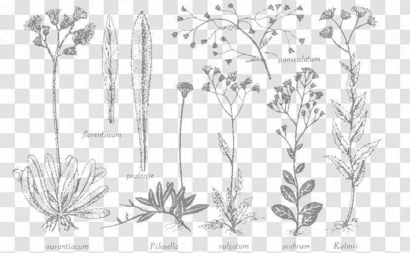 Flore Laurentienne Herbier Marie-Victorin Cercles Des Jeunes Naturalistes Flora Herbarium - Line Art - Herbage Transparent PNG