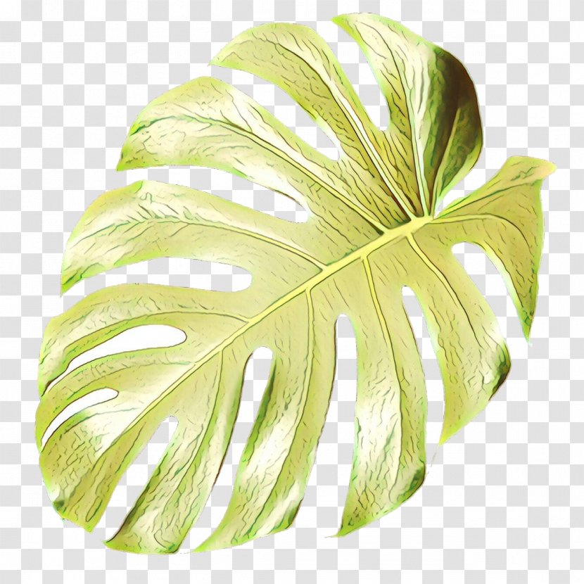 Swiss Cheese Plant Leaf Plants Houseplant - Monstera Transparent PNG