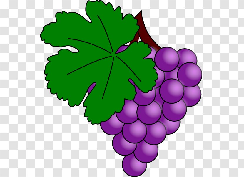 Common Grape Vine Wine Juice Clip Art - Petal - Daun Anggur Vector Transparent PNG
