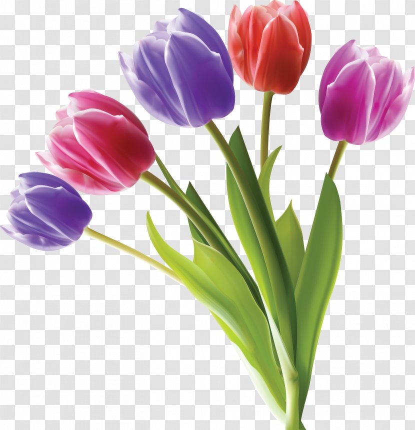 Tulip Flower Stock Photography Color - Vase Transparent PNG