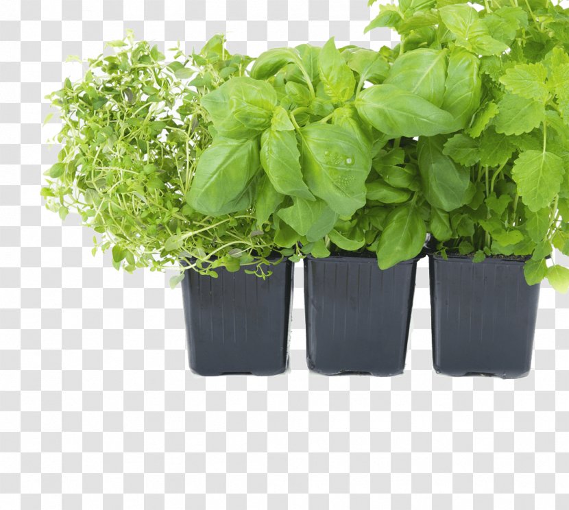 Grow Light Light-emitting Diode Garden Hydroponics - Seed - Herbs Transparent PNG