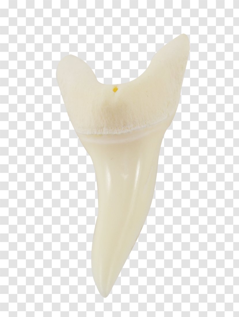 Human Tooth Product Design - Painted Conch Transparent PNG