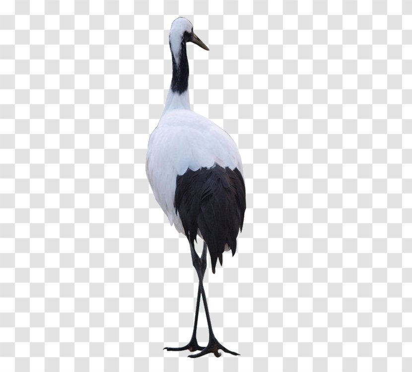 White Stork Red-crowned Crane Bird Heron - Feather Transparent PNG