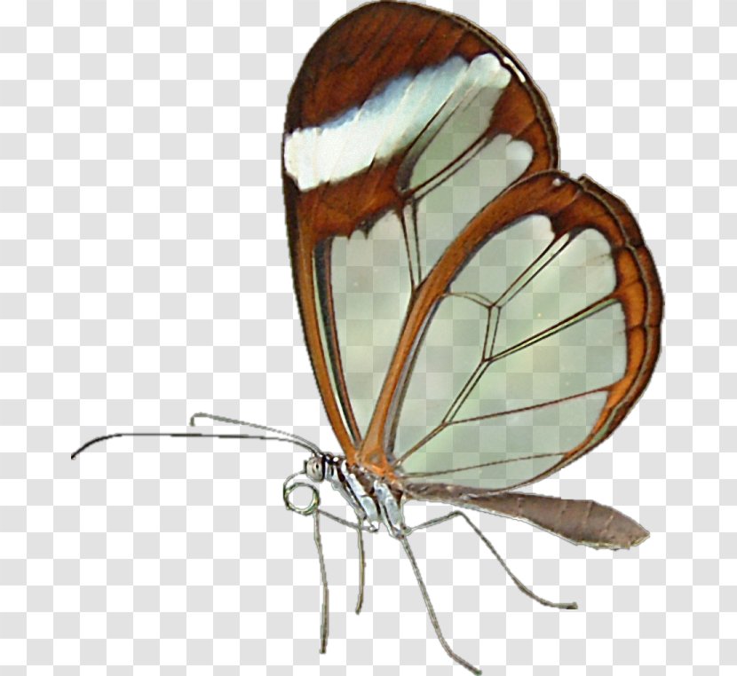 Monarch Butterfly Idea Pinnwand No - Dragonfly Transparent PNG