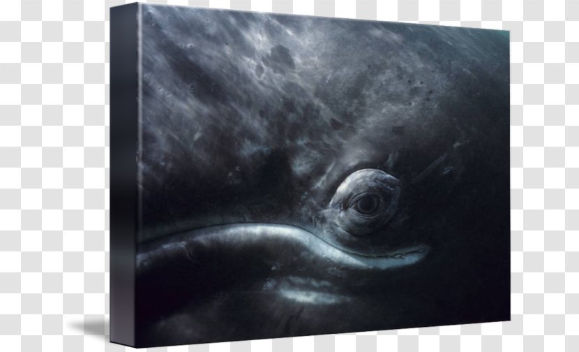 Picture Frames Imagekind Mammal Art Photography - Poster - Grey Whale Transparent PNG