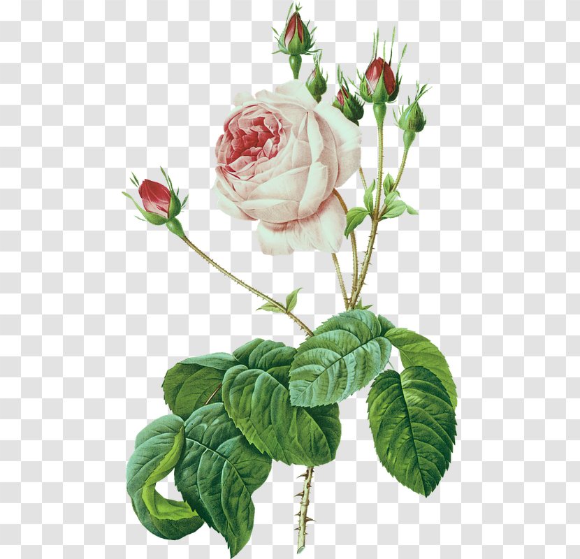 Les Roses Botany Printing - Plant - Painting Transparent PNG