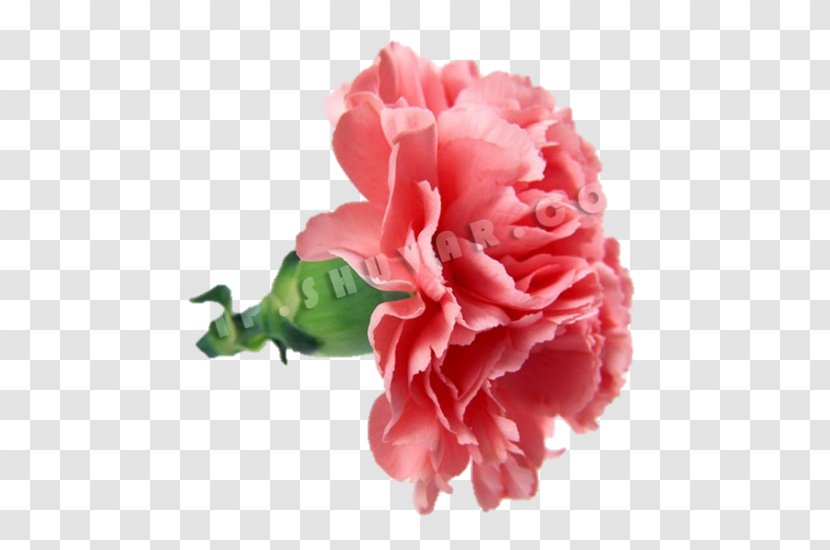 Carnation Flower Bouquet Mother's Day Rose - Cut Flowers Transparent PNG
