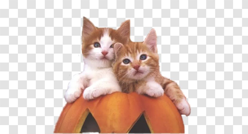 Kitten Desktop Wallpaper Bengal Cat Gotta Love Cats! Cuteness Transparent PNG