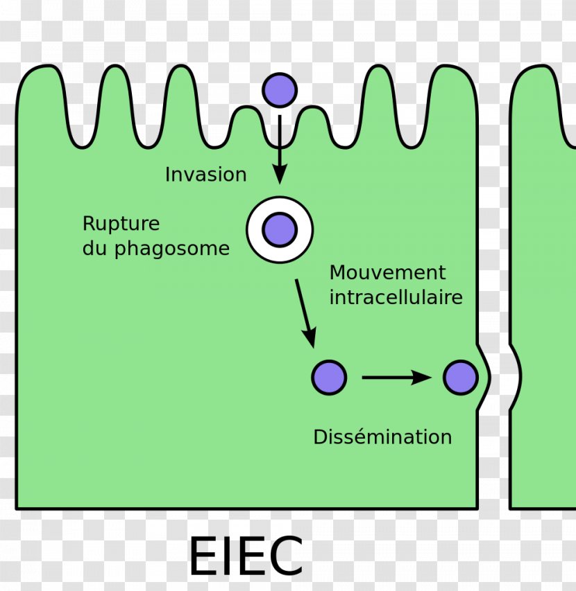 E. Coli Enteroinvasive Escherichia Bacterial Cell Structure Pathovar - Large Intestine Transparent PNG