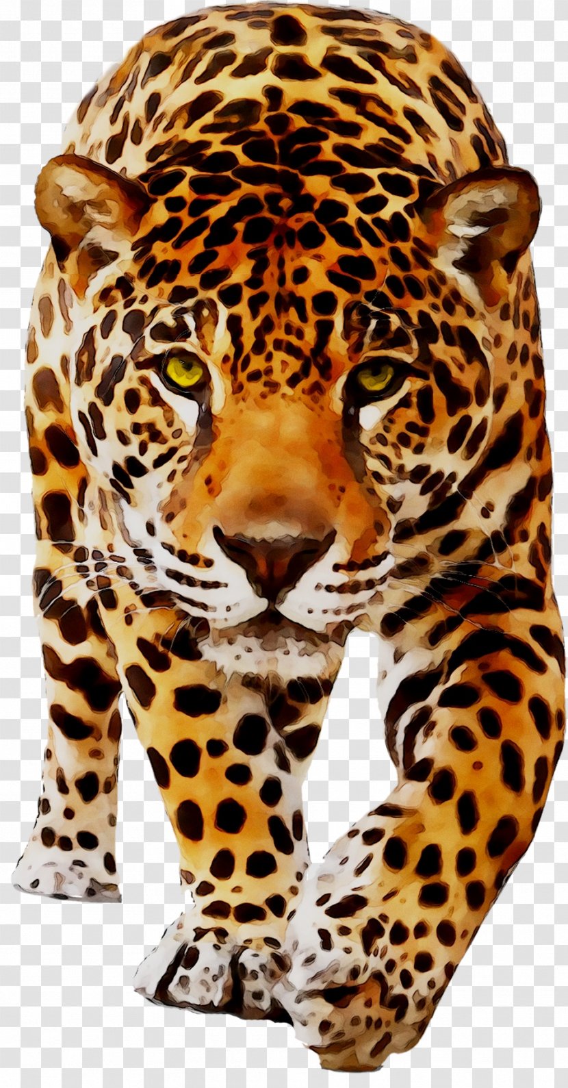 Jaguar Leopard Cat Tiger Animal - Whiskers Transparent PNG