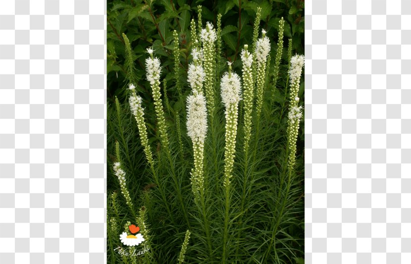 Grasses Evergreen Tree Herb Family - Grass Transparent PNG